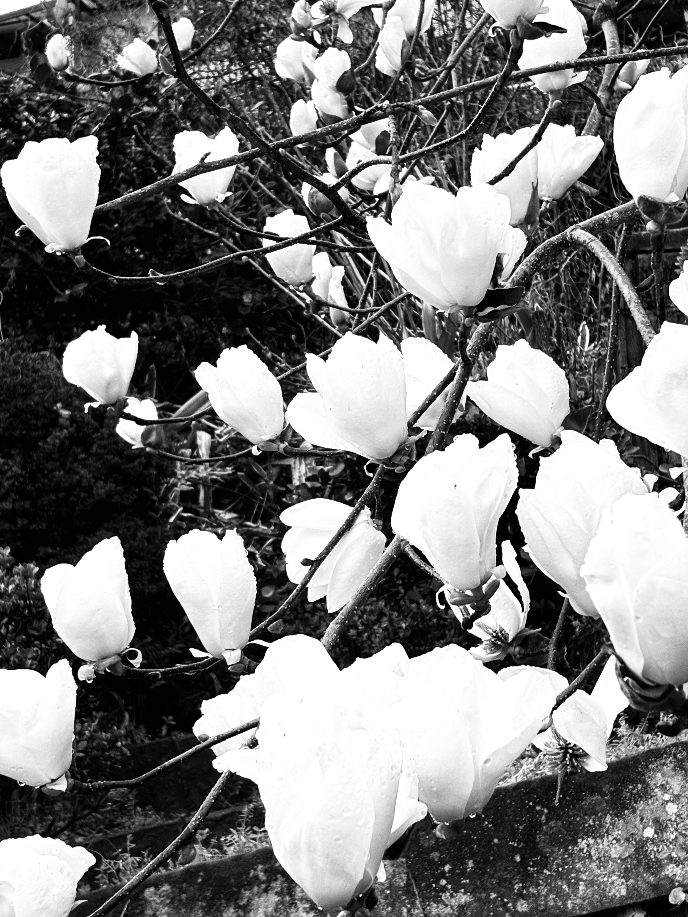 季節のモクレン