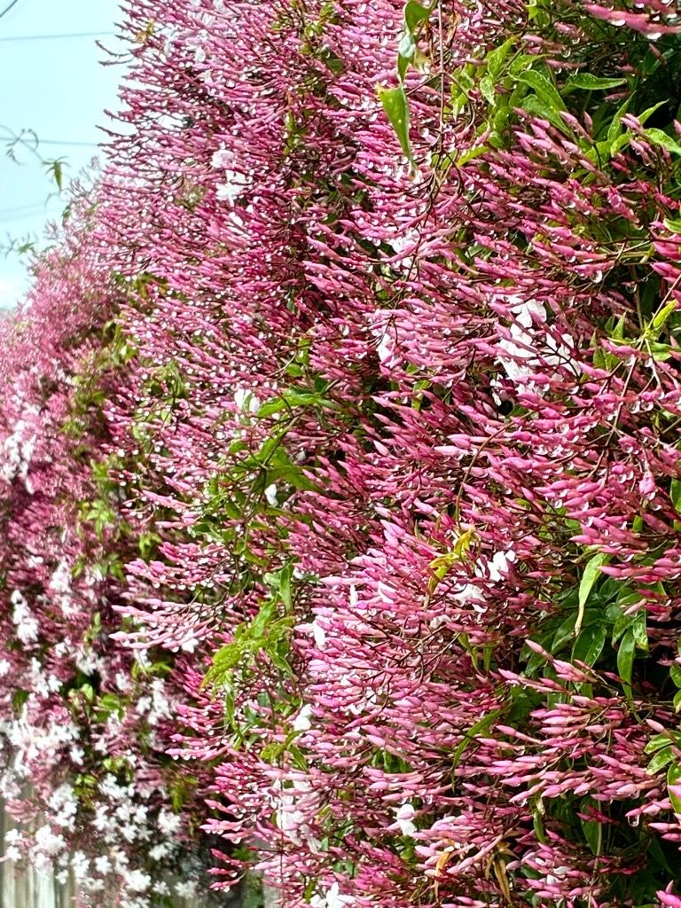 ジャスミンのつぼみ