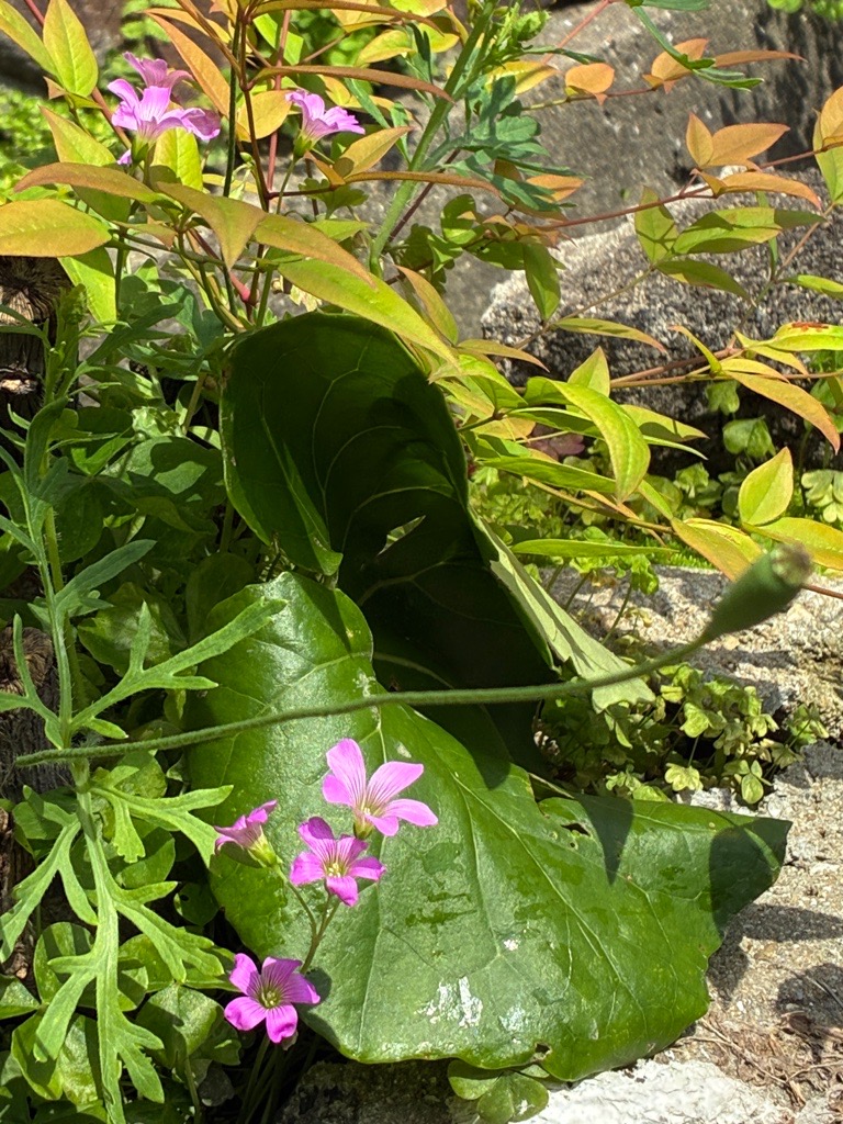 風に揺れるカタバミ