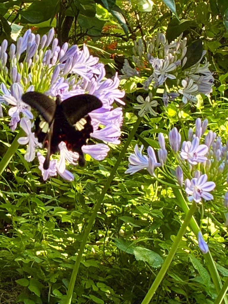 花と蝶