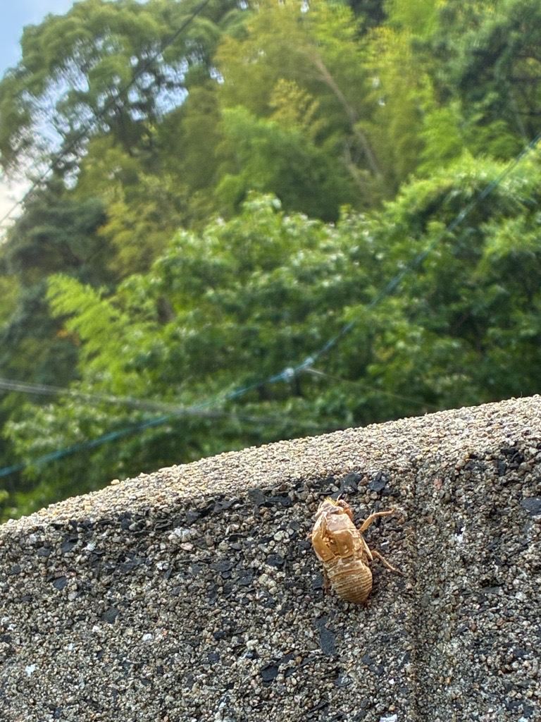セミの抜け殻
