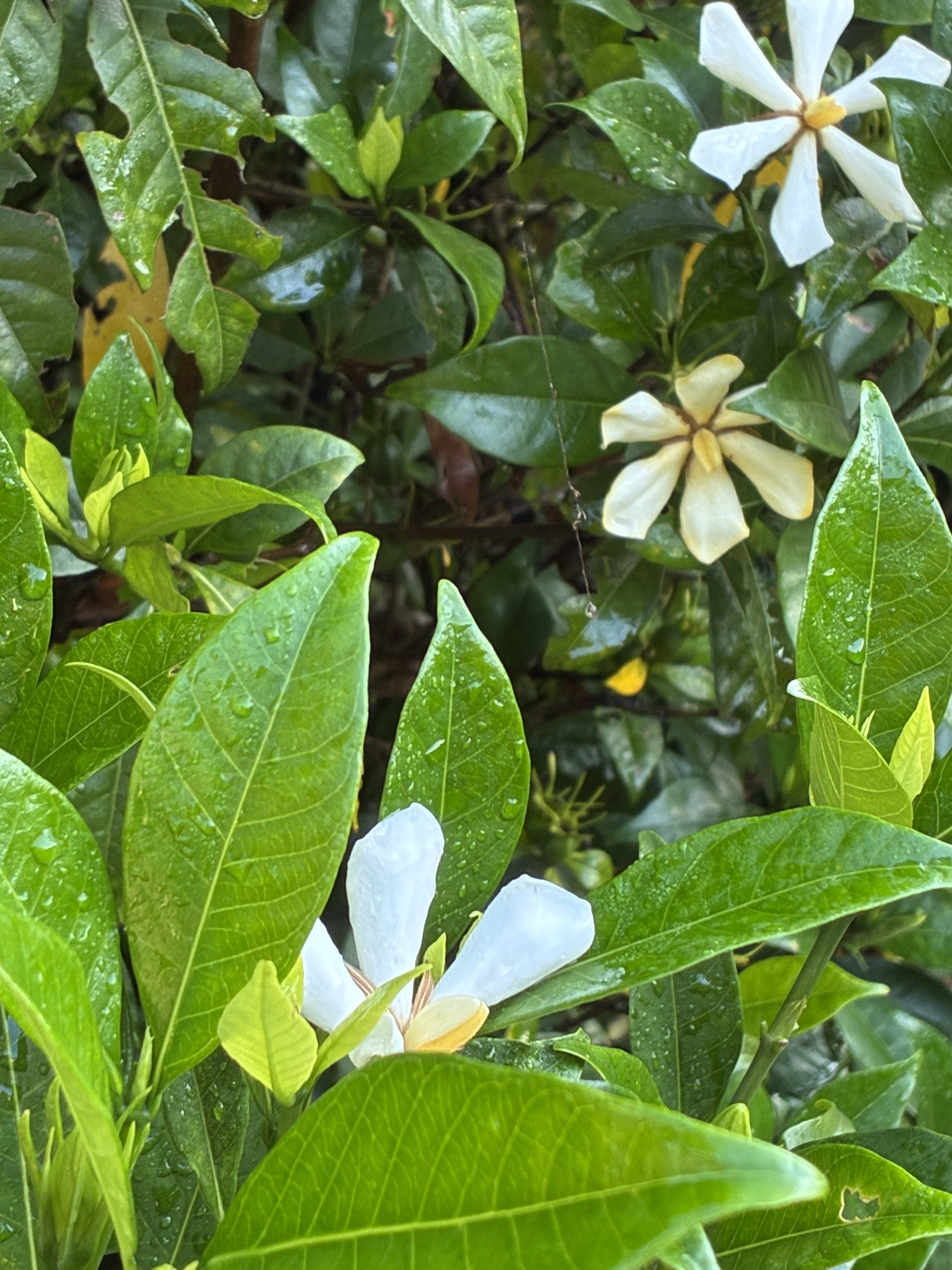 クチナシの花